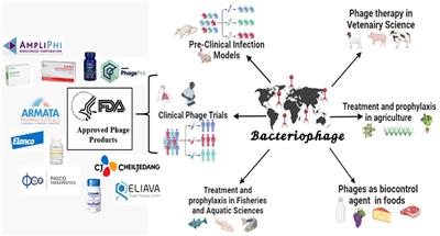 Phage therapy: a revolutionary shift in the management of bacterial infections, pioneering new horizons in clinical practice, and reimagining the arsenal against microbial pathogens